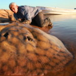 Quels sont les gros poissons ?