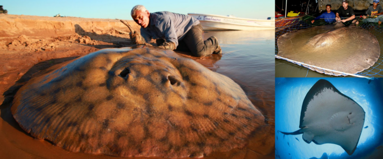 Quels sont les gros poissons ?