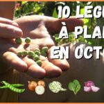 Quels sont les légumes qu'on peut planter maintenant ?