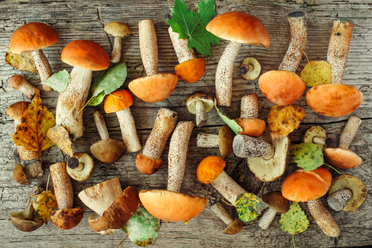 Quels sont les meilleurs champignons pour la santé ?