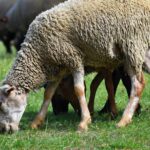 Quels sont les meilleurs morceaux de l'agneau ?