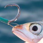Quels sont les meilleurs poissons de mer ?