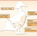 Quels sont les morceaux de canard ?