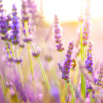 Quels sont les noms des fleurs ?