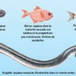 Quels sont les noms des poissons ?