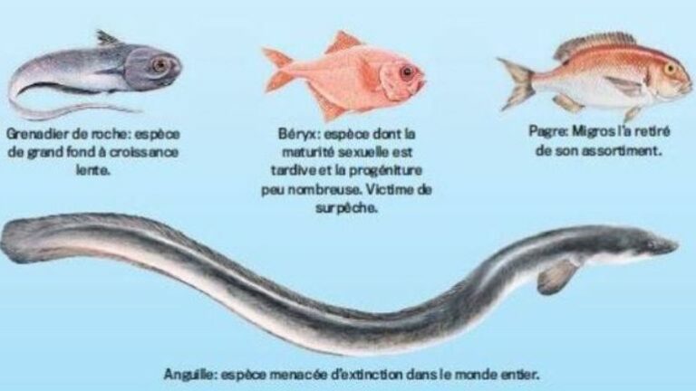 Quels sont les noms des poissons ? Quels sont les noms des poissons ?