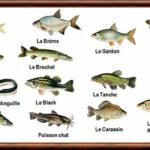 Quels sont les noms des poissons d'eau douce ?
