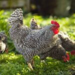 Quels sont les plus gros œufs ?