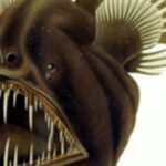 Quels sont les poissons à chair ferme ?