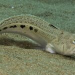 Quels sont les poissons de la Méditerranée ?