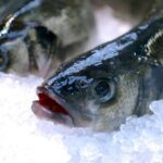 Quels sont les poissons de mer ?