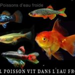 Quels sont les poissons d'eau douce ?