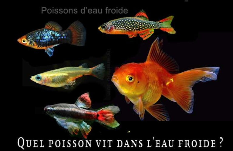 Quels sont les poissons d'eau douce ?
