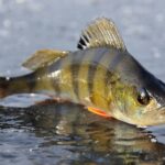 Quels sont les poissons d'eau douce les plus resistants ?