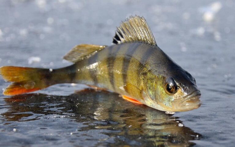 Quels sont les poissons d'eau douce les plus resistants ?