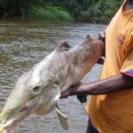 Quels sont les poissons du fleuve ?