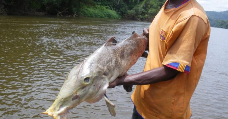 Quels sont les poissons du fleuve ?