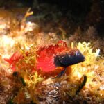 Quels sont les poissons en Méditerranée ?