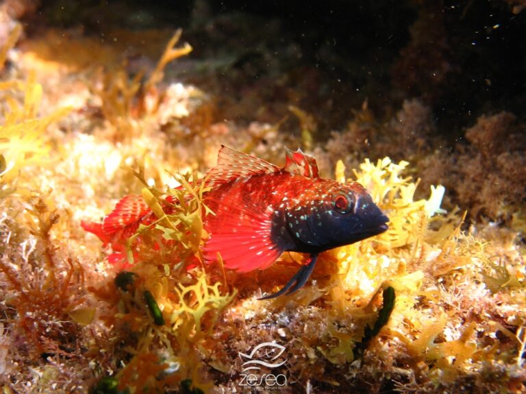 Quels sont les poissons en Méditerranée ? Quels sont les poissons en Méditerranée ?