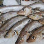 Quels sont les poissons les moins fragiles ?