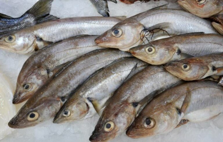 Quels sont les poissons les moins fragiles ?