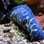 Quels sont les poissons les plus connus ?