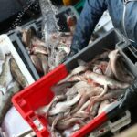 Quels sont les poissons les plus vendus ?