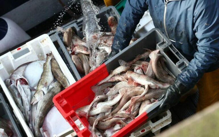 Quels sont les poissons les plus vendus ?