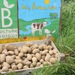 Quels sont les pommes de terre à chair ferme ?