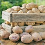 Quels sont les pommes de terre les plus précoces ?