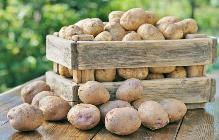 Quels sont les pommes de terre les plus précoces ?