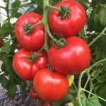 Quels sont les tomates les plus productives ?