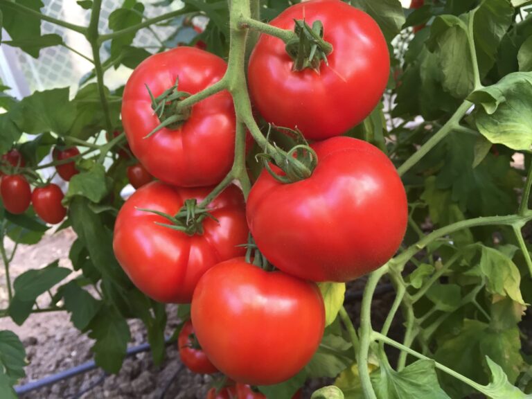Quels sont les tomates les plus productives ?