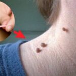 Quels sont les types de brioche ?