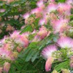 Quels sont les variétés d'acacia ?