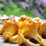 Quels sont les variétés de champignons ?
