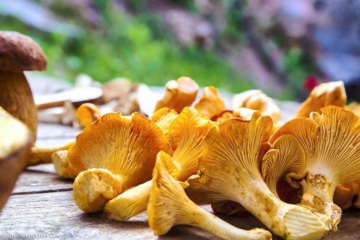 Quels sont les variétés de champignons ?