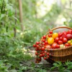Quels sont les variétés de tomates les plus résistantes aux maladies ?