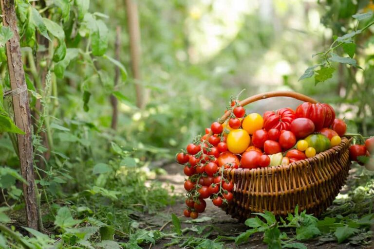 Quels sont les variétés de tomates les plus résistantes aux maladies ? Quels sont les variétés de tomates les plus résistantes aux maladies ?