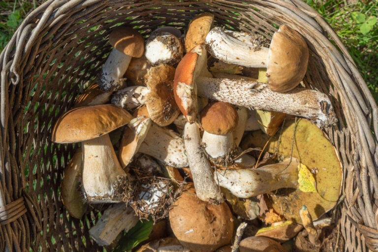Qu’est-ce que duxelle de champignon ? Qu'est-ce que duxelle de champignon ?