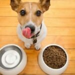 Qu'est-ce que je peux manger pour souper ?