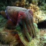 Qu'est-ce que la seiche poisson ?