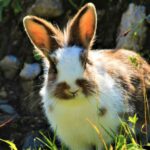 Qu'est-ce que les lapins adorent ?