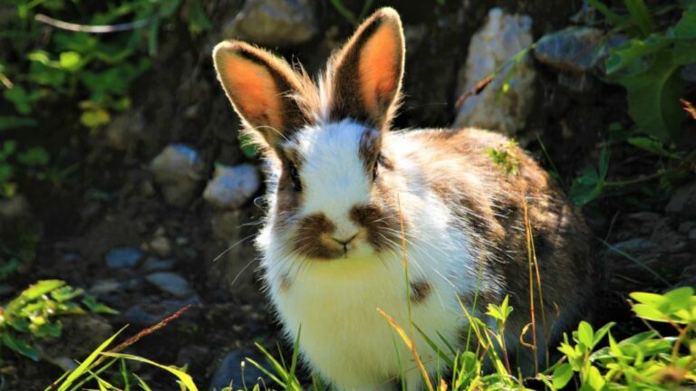 Qu'est-ce que les lapins adorent ?