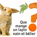 Qu'est-ce que mange un caneton ?