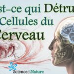 Qu'est-ce qui détruit les reins ?