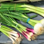 Qu'est-ce qui se mange dans l'oignon nouveau ?