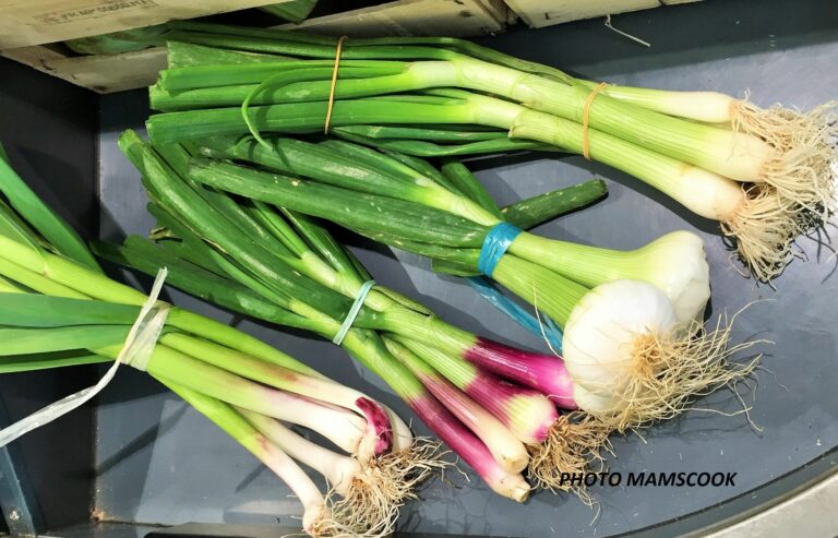 Qu'est-ce qui se mange dans l'oignon nouveau ?