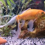 Qu'est-ce qui se marie bien avec le poisson ?