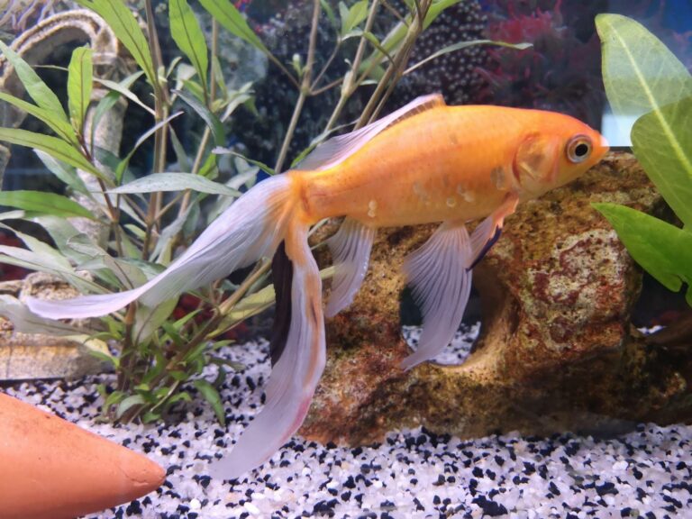 Qu’est-ce qui se marie bien avec le poisson ? Qu'est-ce qui se marie bien avec le poisson ?